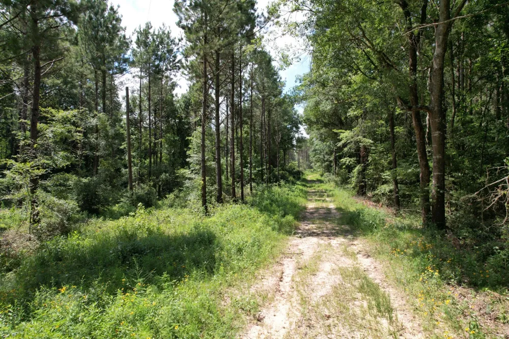 County Road 3706 Tenaha, TX 75974