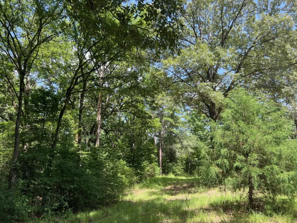 11 Pr 2205 Buffalo, TX 75831