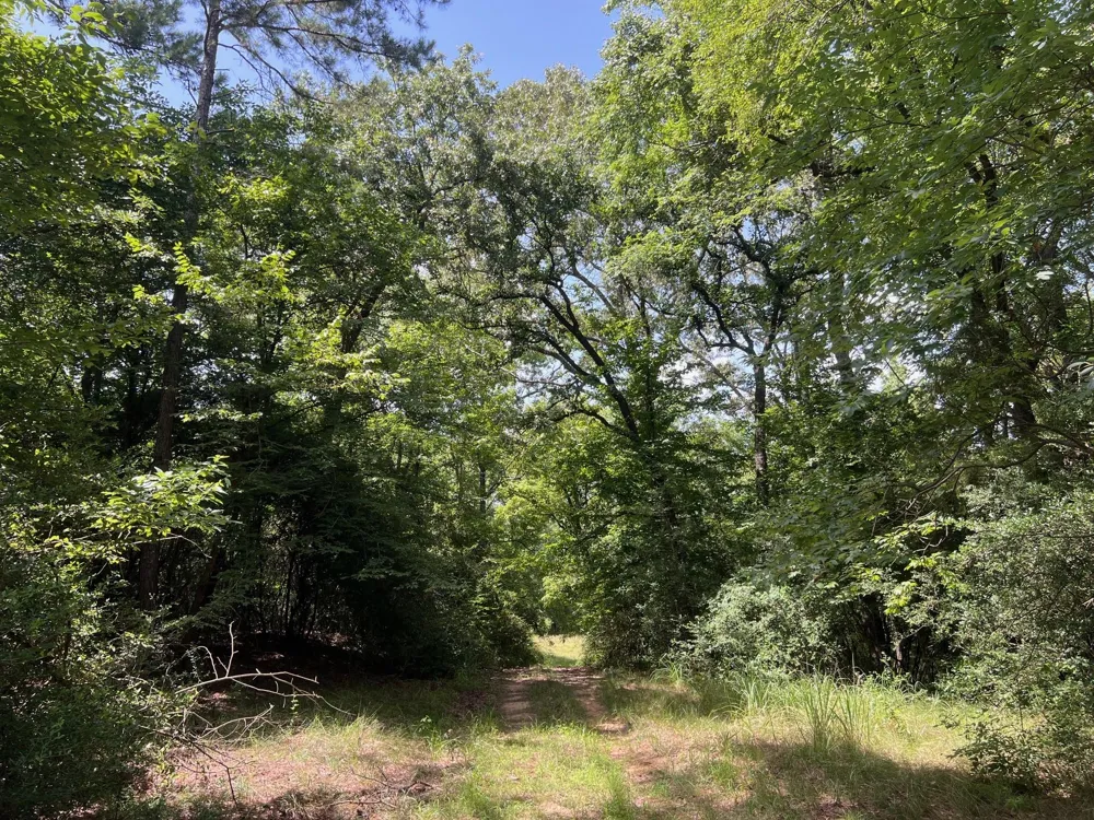 11 Pr 2205 Buffalo, TX 75831