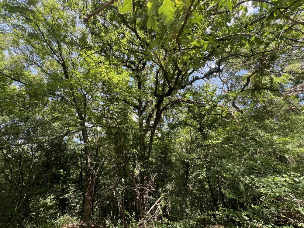 11 Pr 2205 Buffalo, TX 75831