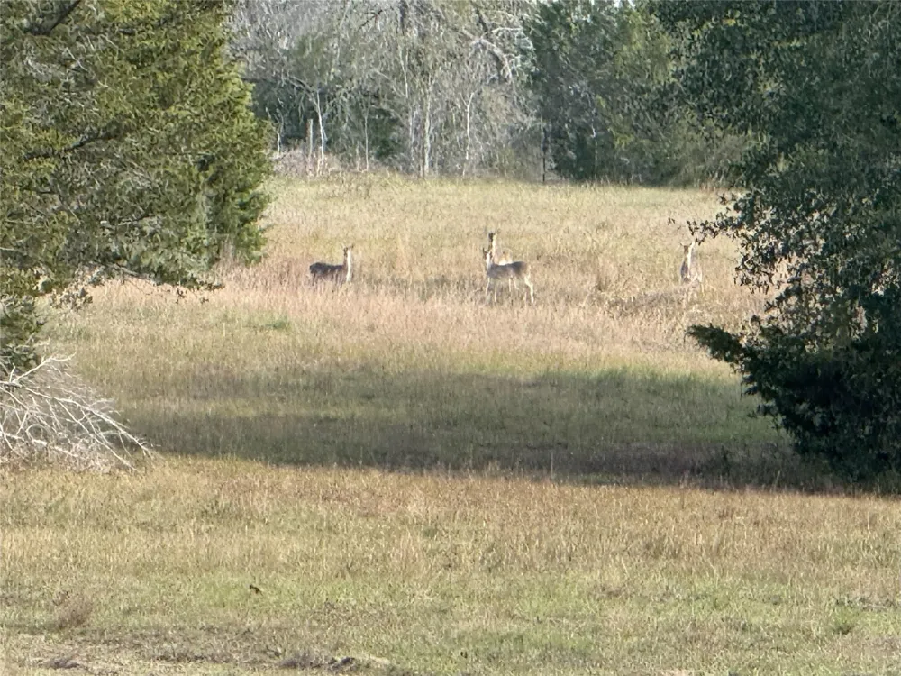 1399 Star Hill Road New Ulm, TX 78950