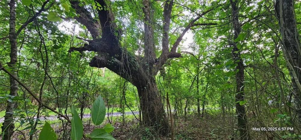Cr 3230 Clarksville, TX 75426
