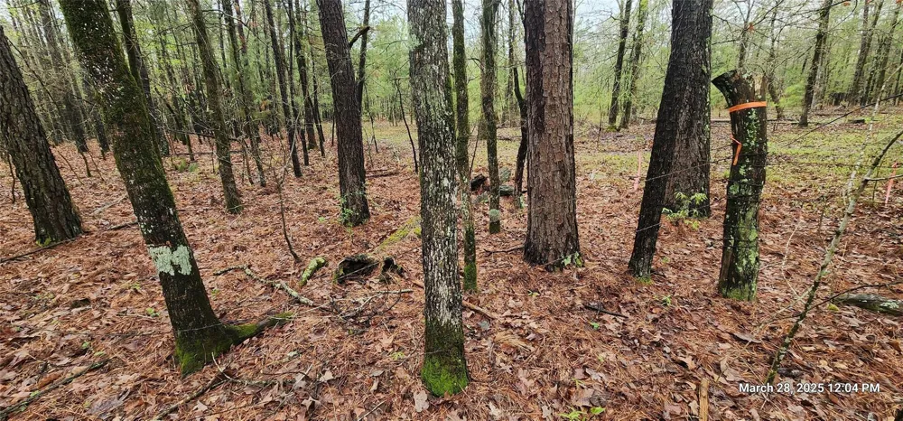 Cr 3230 Clarksville, TX 75426