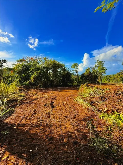 BO. CACAO