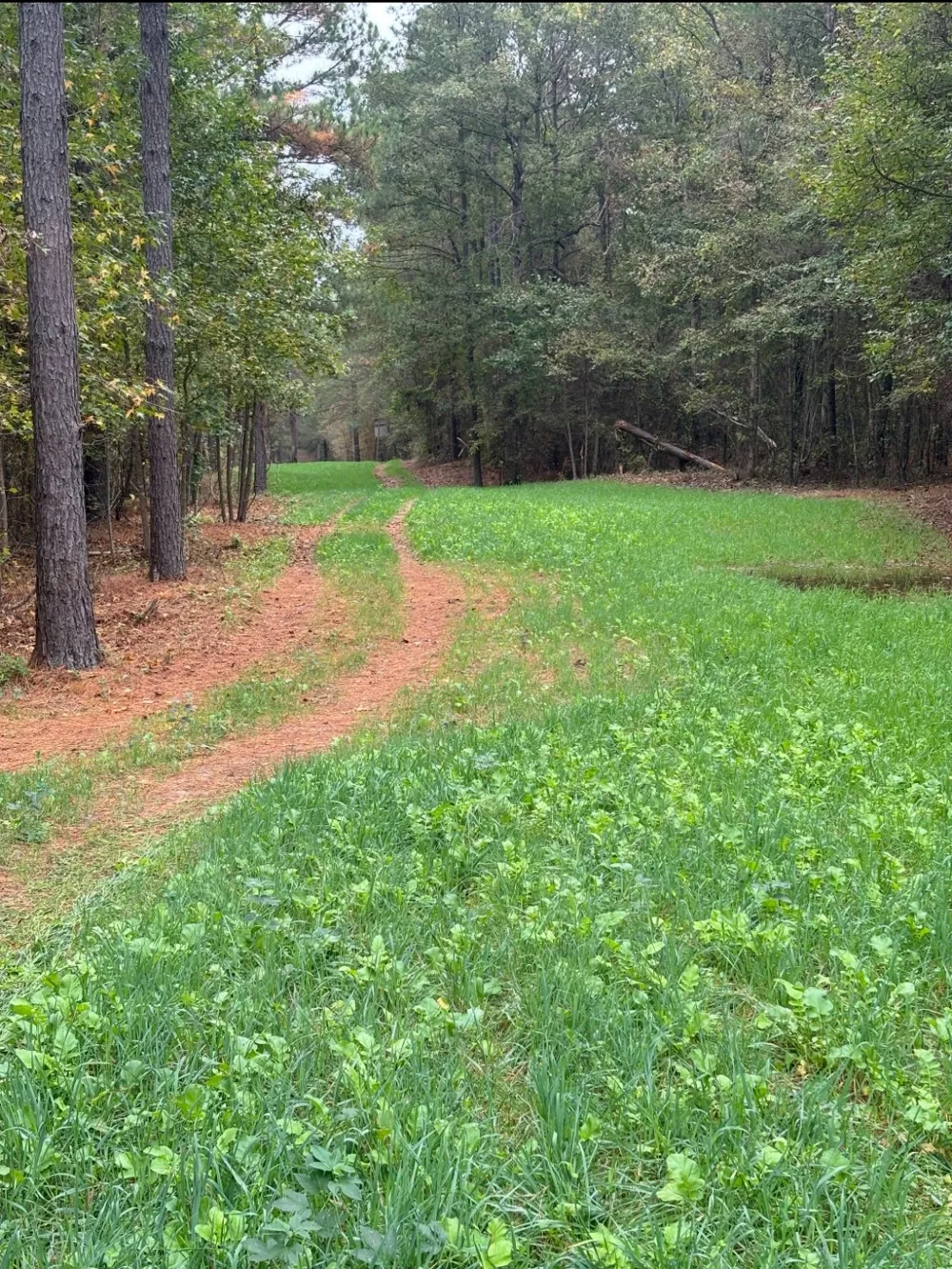 Old Plain Dealing Road Benton, LA 71006
