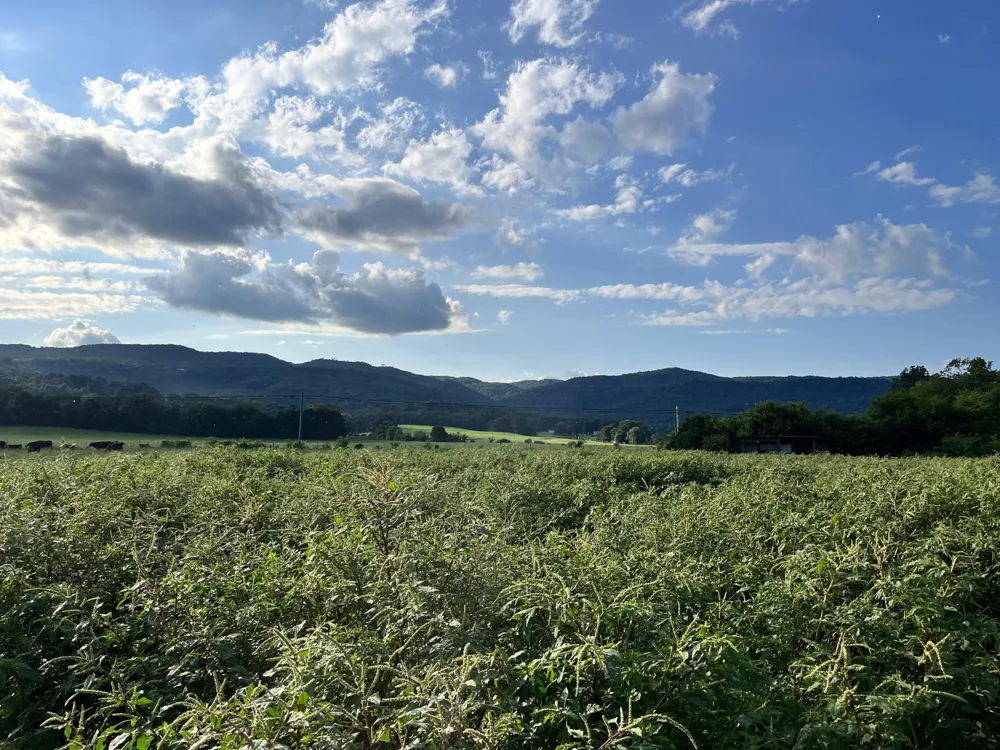 0 Old State Highway 28 Pikeville, TN 37367