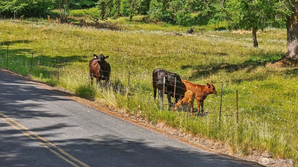 1858 Hazel Dell Road #Lot 2 Castle Rock, WA 98611