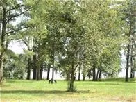 1867 Fm-3186 Onalaska, TX 77360
