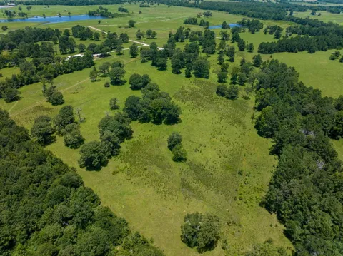 Live Oak Court