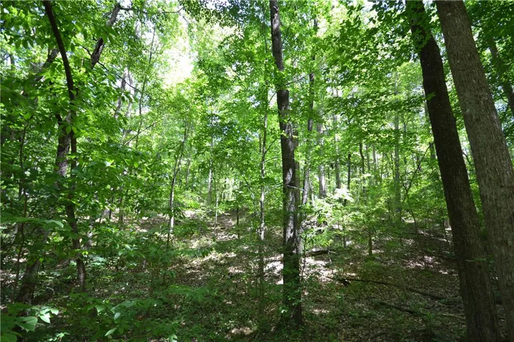 5960 Georgia Highway 120 Buchanan, GA 30113