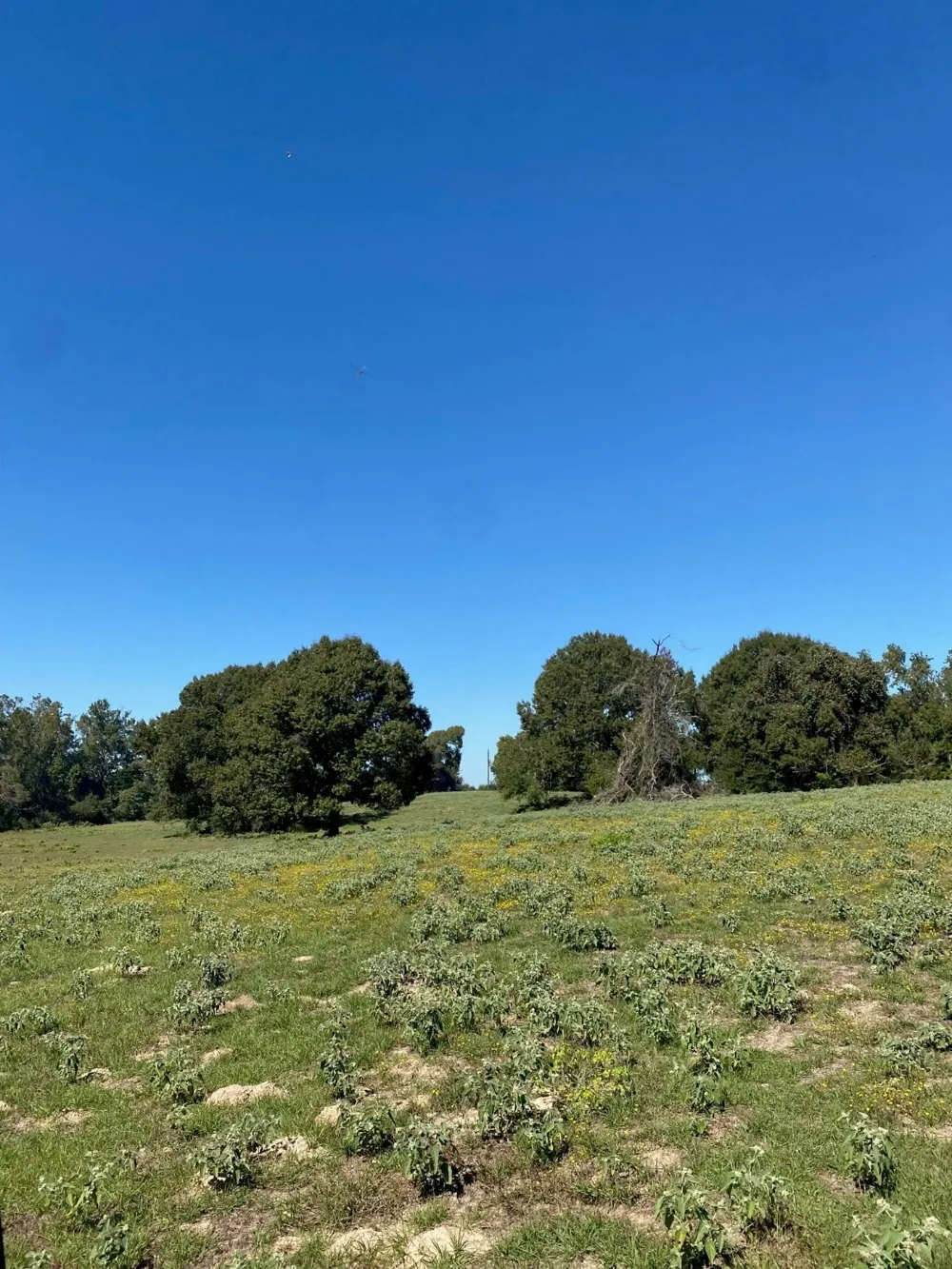 9 County Rd 242 Oakwood, TX 75855