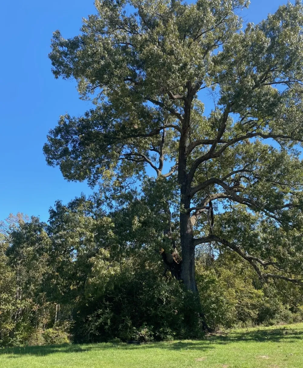 9 County Rd 242 Oakwood, TX 75855