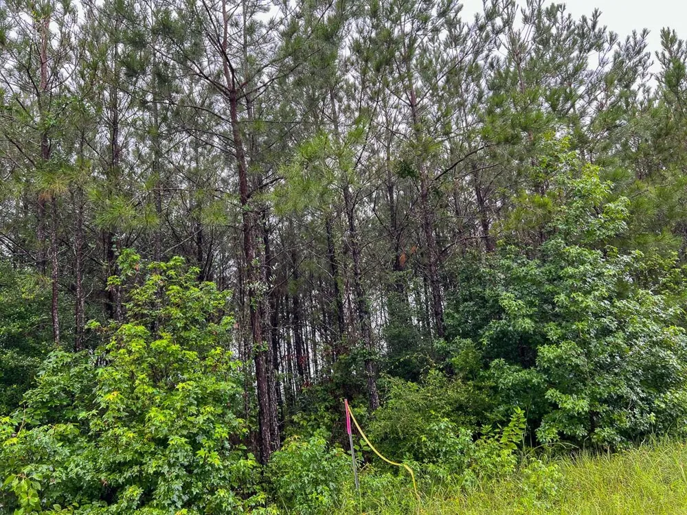 11 Fm 1276 Dallardsville, TX 77351