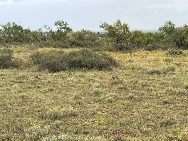 County Road 405 Merkel, TX 79536
