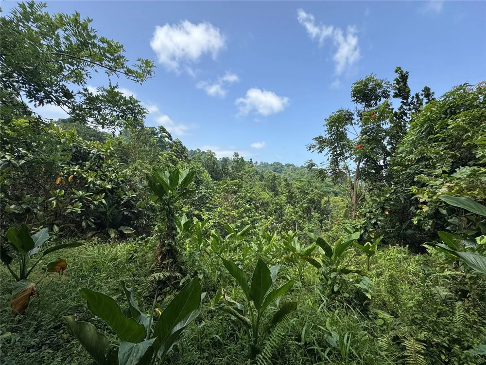 CARR 902 KM 10.1 Yabucoa, PR 00767