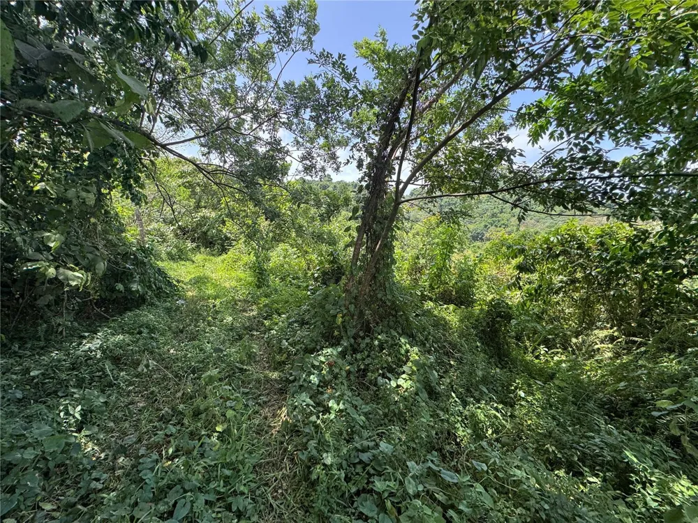 CARR 902 KM 10.1 Yabucoa, PR 00767