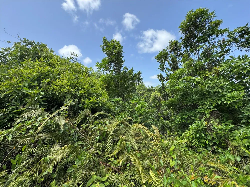 CARR 902 KM 10.1 Yabucoa, PR 00767