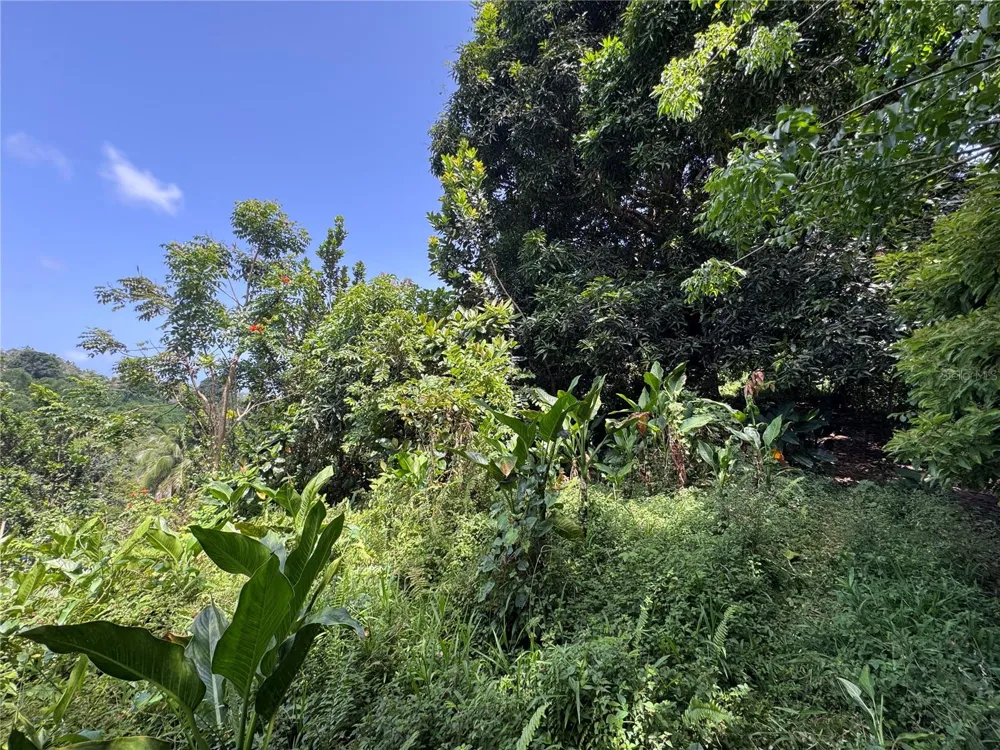 CARR 902 KM 10.1 Yabucoa, PR 00767