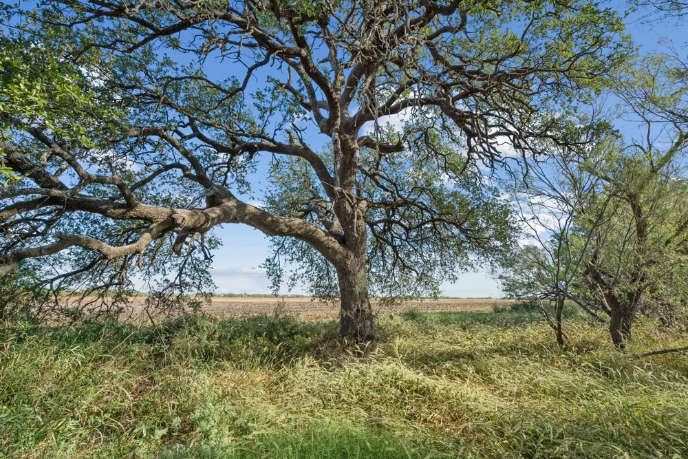 County Road 136 Coleman, TX 76834