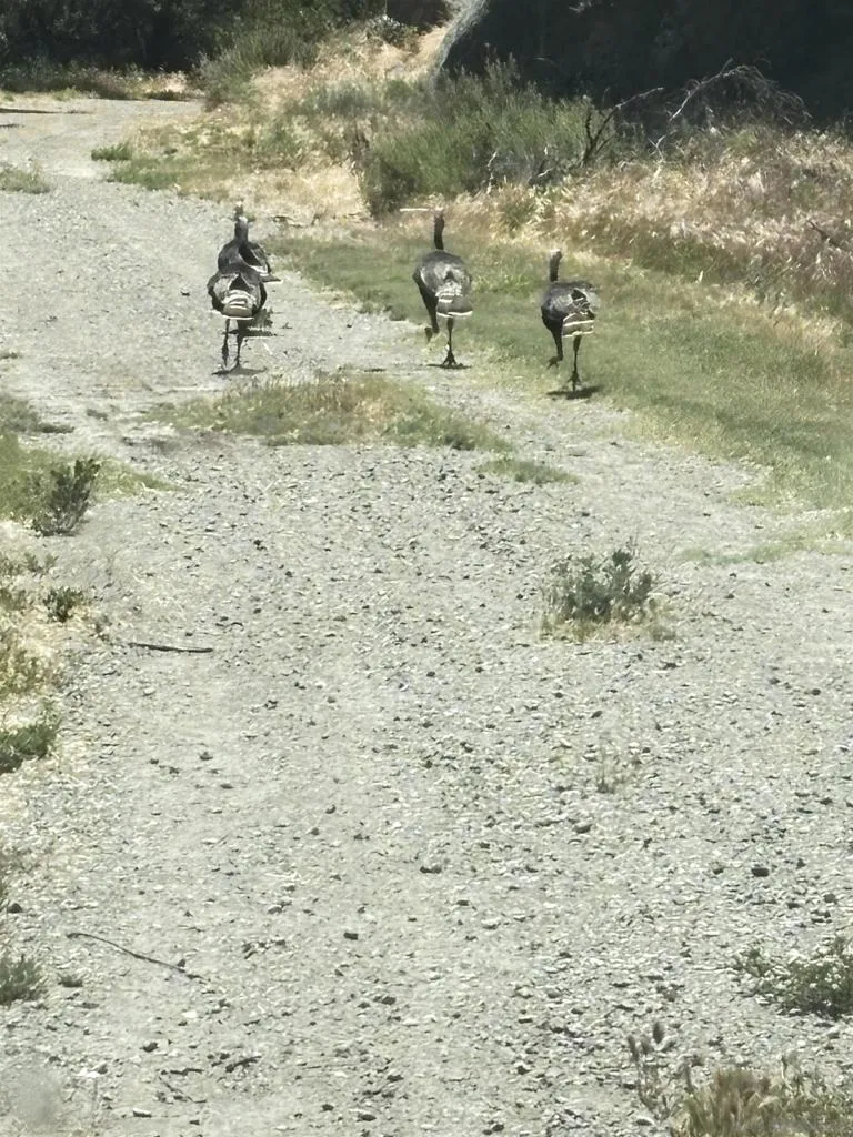 Hwy 94 Campo, CA 91906
