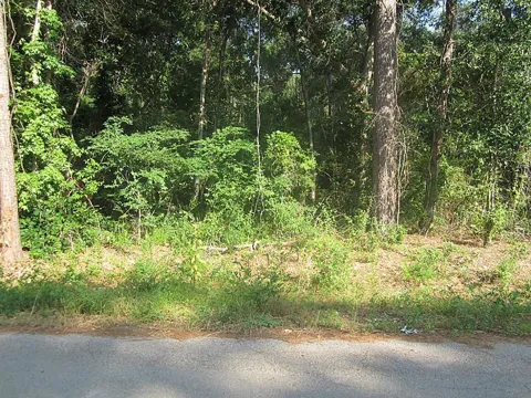 31127 Primrose Lane