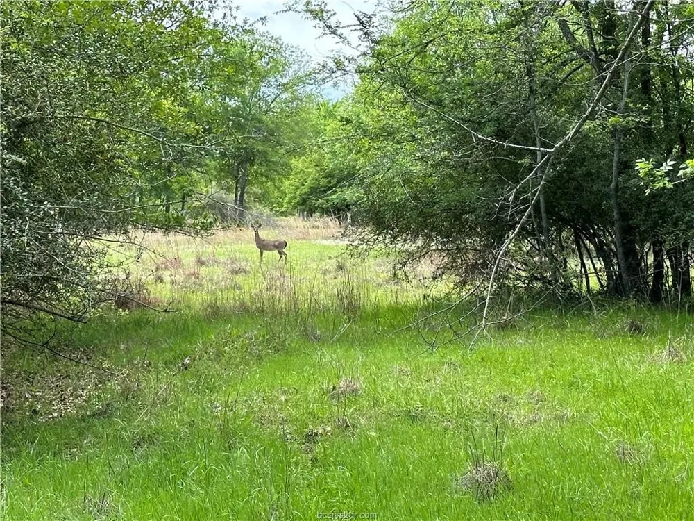 Hickory Loop Road Thornton, TX 76687