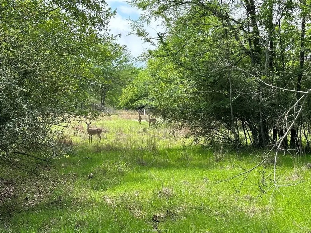 Hickory Loop Road Thornton, TX 76687