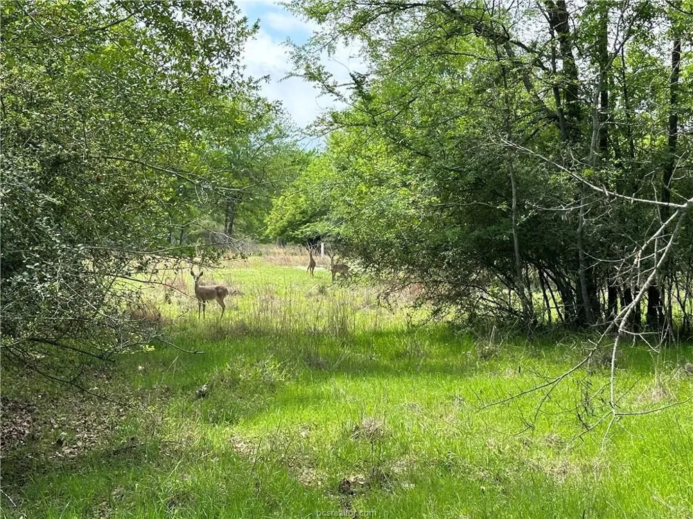 Hickory Loop Road Thornton, TX 76687