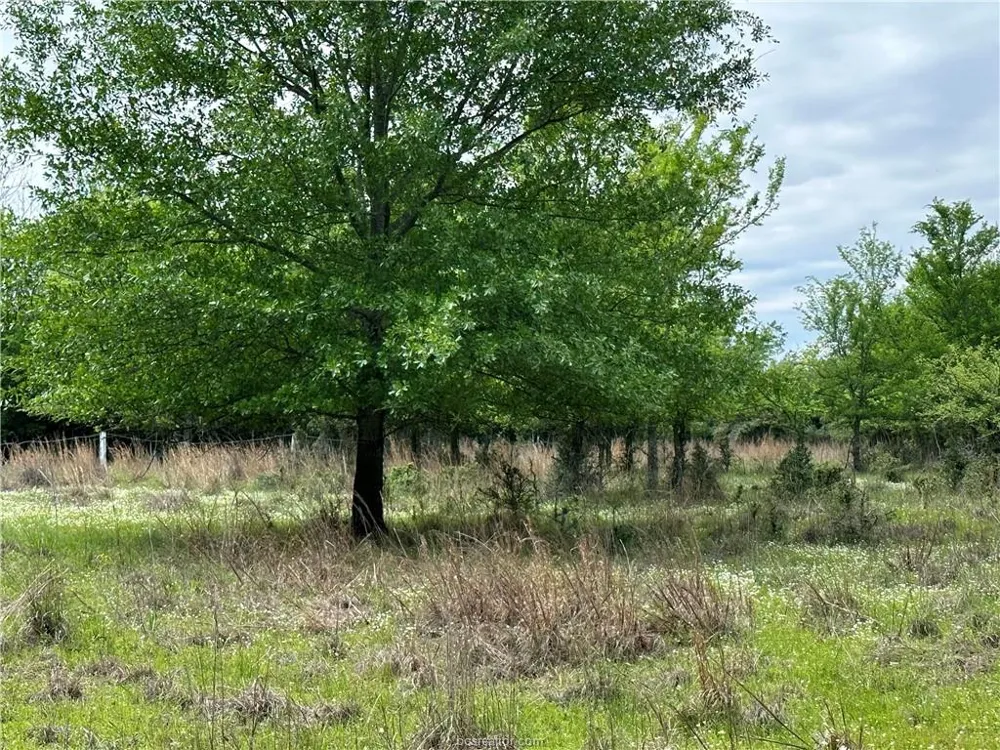 Hickory Loop Road Thornton, TX 76687