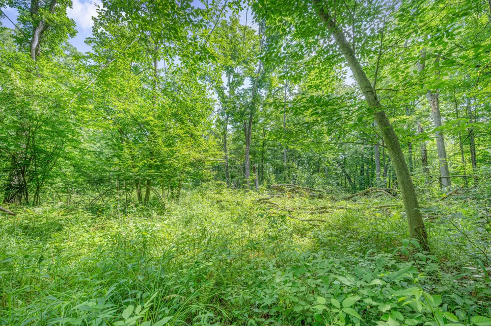 8558 Monterey  Dr Evart, MI 49631
