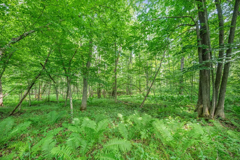 8558 Monterey  Dr Evart, MI 49631