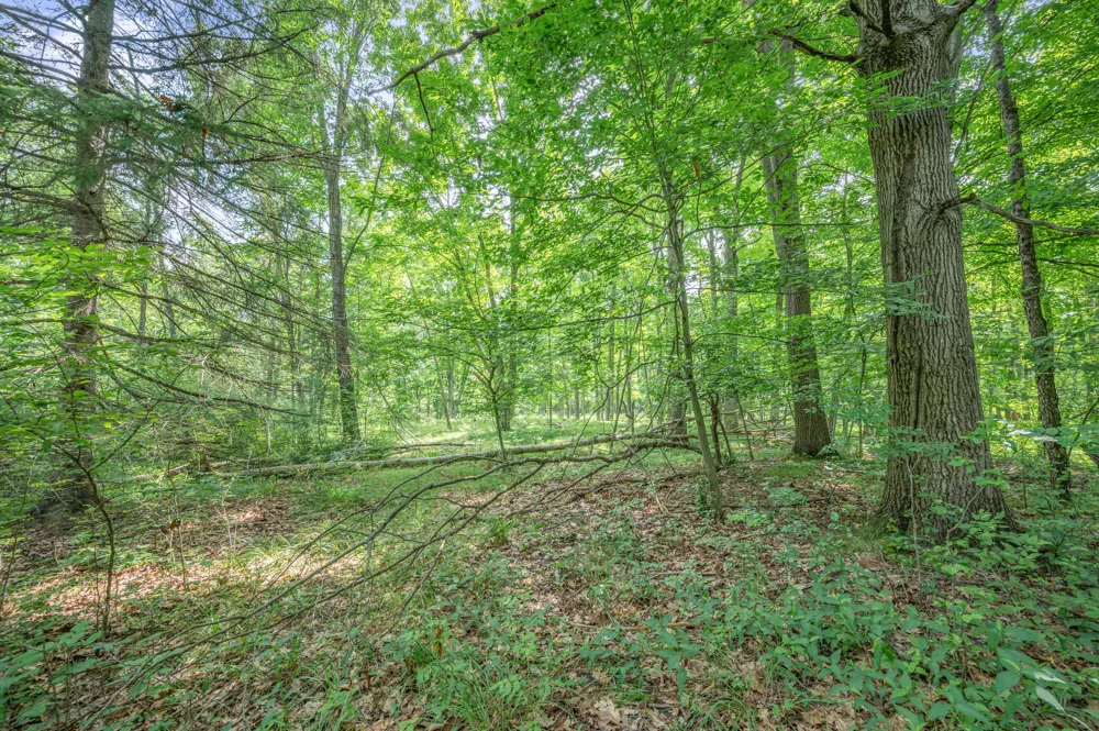 8558 Monterey  Dr Evart, MI 49631