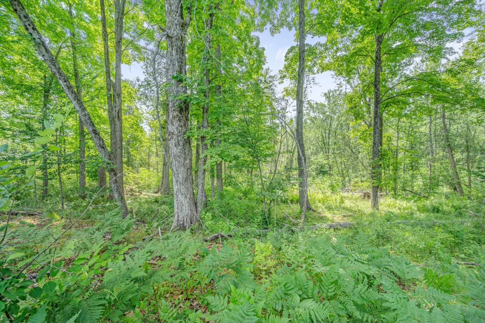 8558 Monterey  Dr Evart, MI 49631