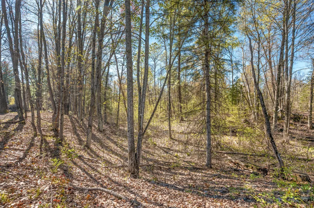8558 Monterey  Dr Evart, MI 49631