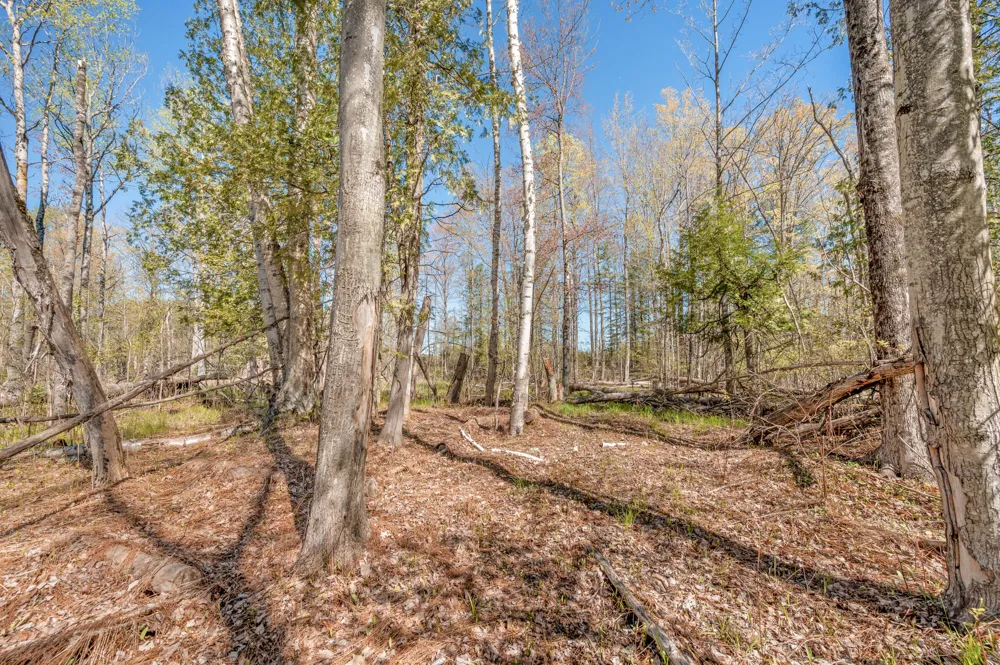 8558 Monterey  Dr Evart, MI 49631