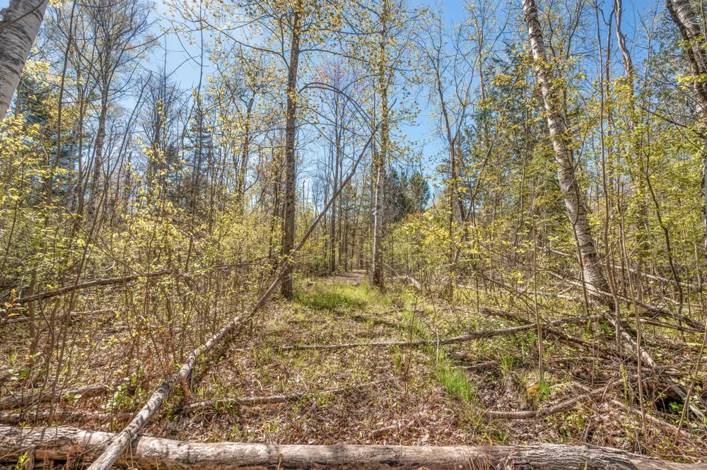8558 Monterey  Dr Evart, MI 49631