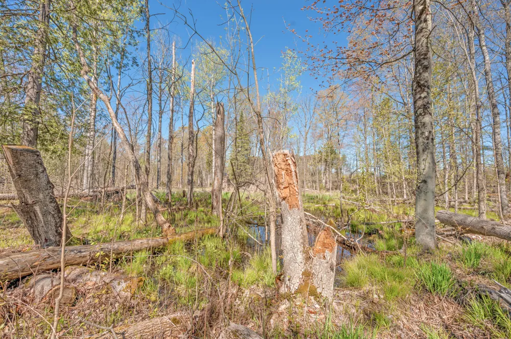 8558 Monterey  Dr Evart, MI 49631