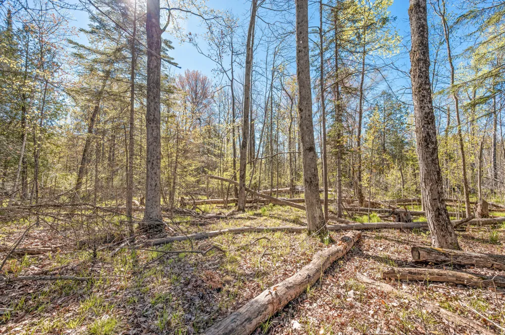 8558 Monterey  Dr Evart, MI 49631