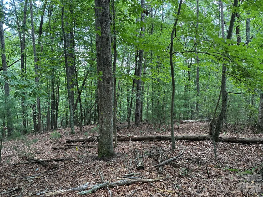 TBD Pine Burr Drive #139 Purlear, NC 28665