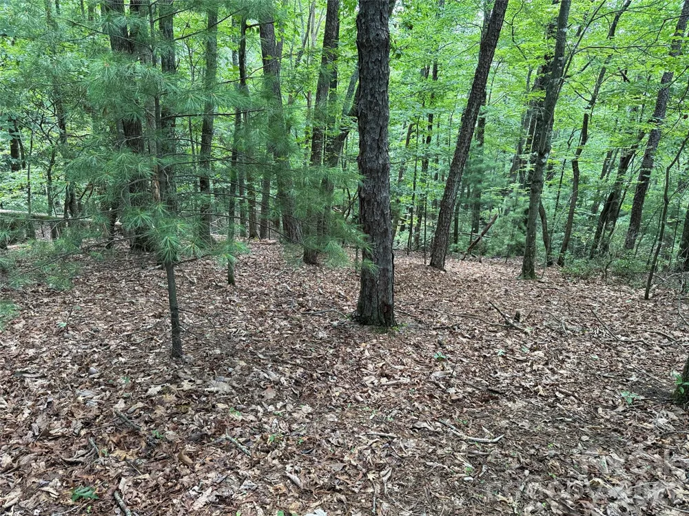 TBD Pine Burr Drive #139 Purlear, NC 28665