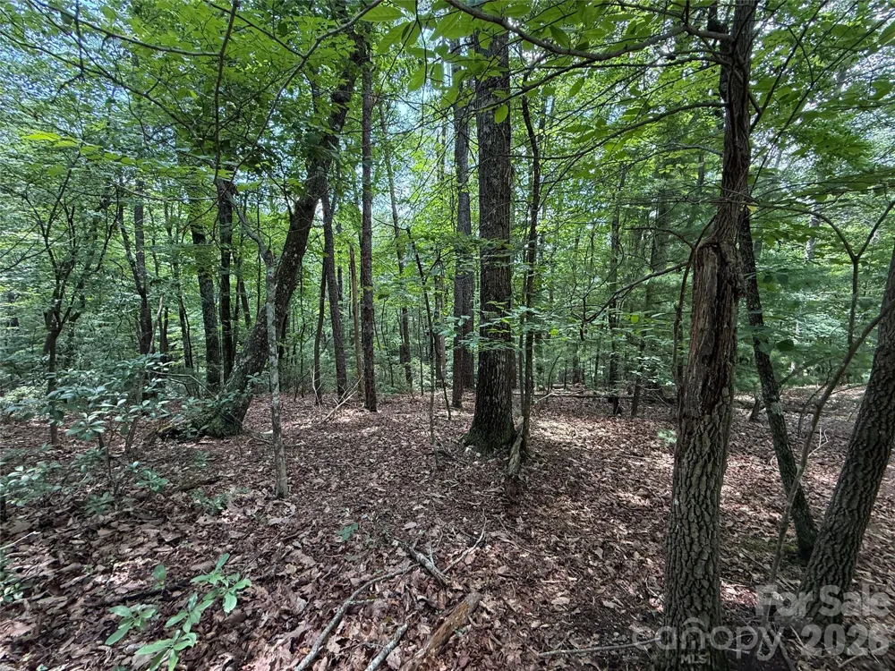 TBD Pine Burr Drive #139 Purlear, NC 28665
