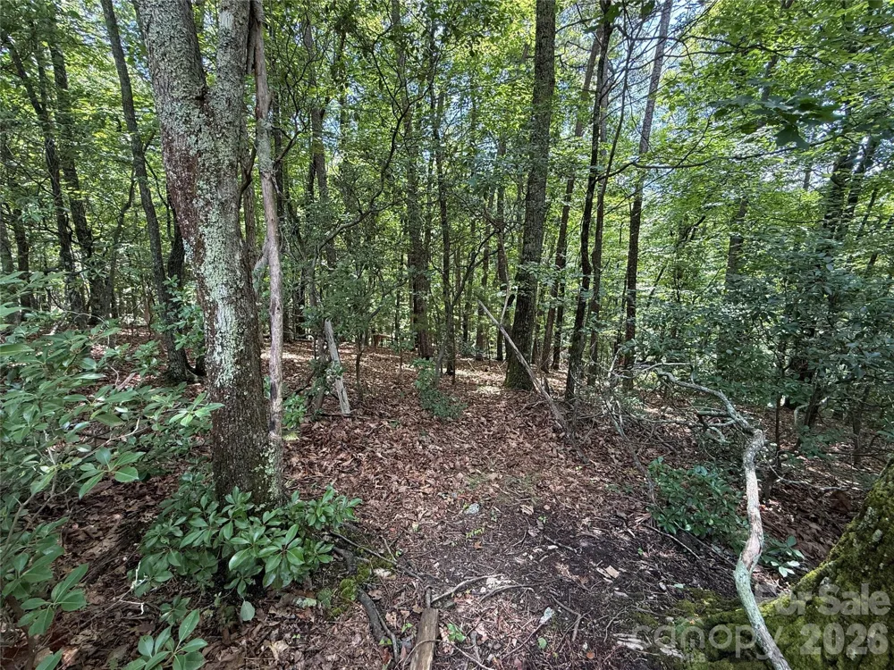 TBD Pine Burr Drive #139 Purlear, NC 28665