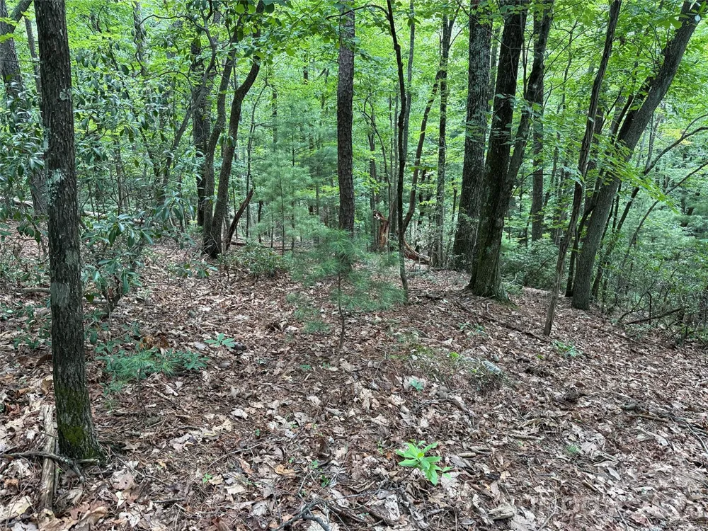 TBD Pine Burr Drive #139 Purlear, NC 28665
