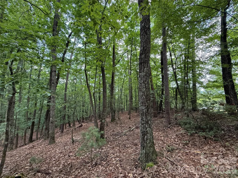 TBD Pine Burr Drive #139 Purlear, NC 28665