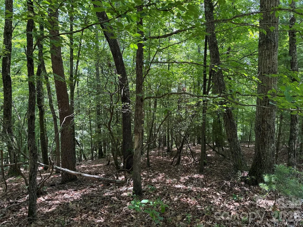 TBD Pine Burr Drive #139 Purlear, NC 28665