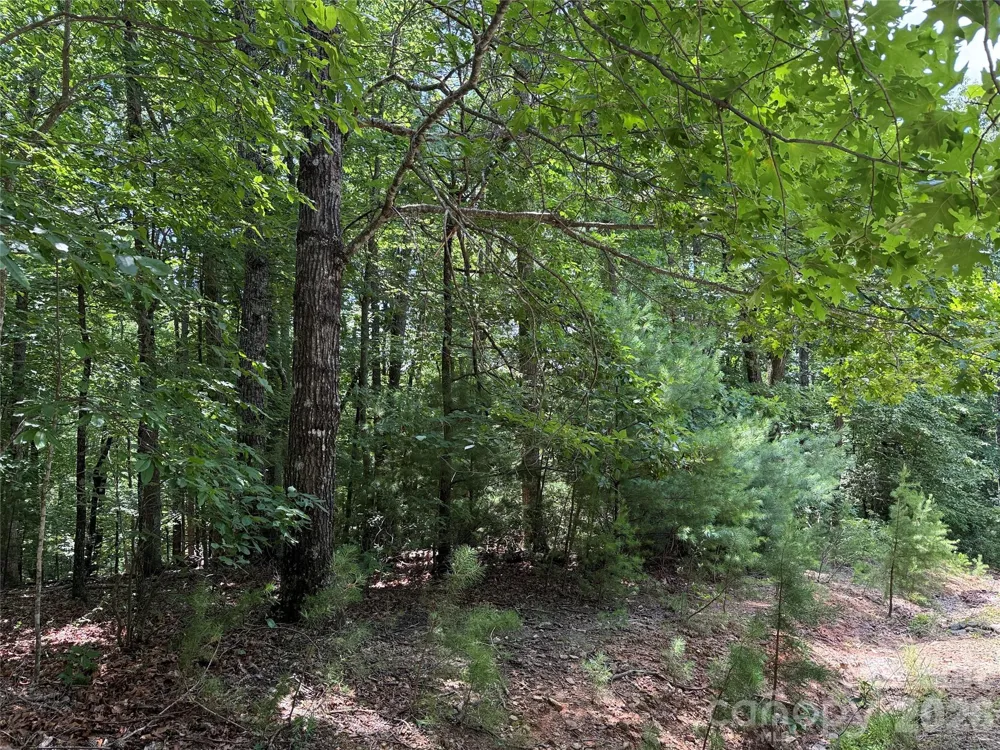TBD Pine Burr Drive #139 Purlear, NC 28665