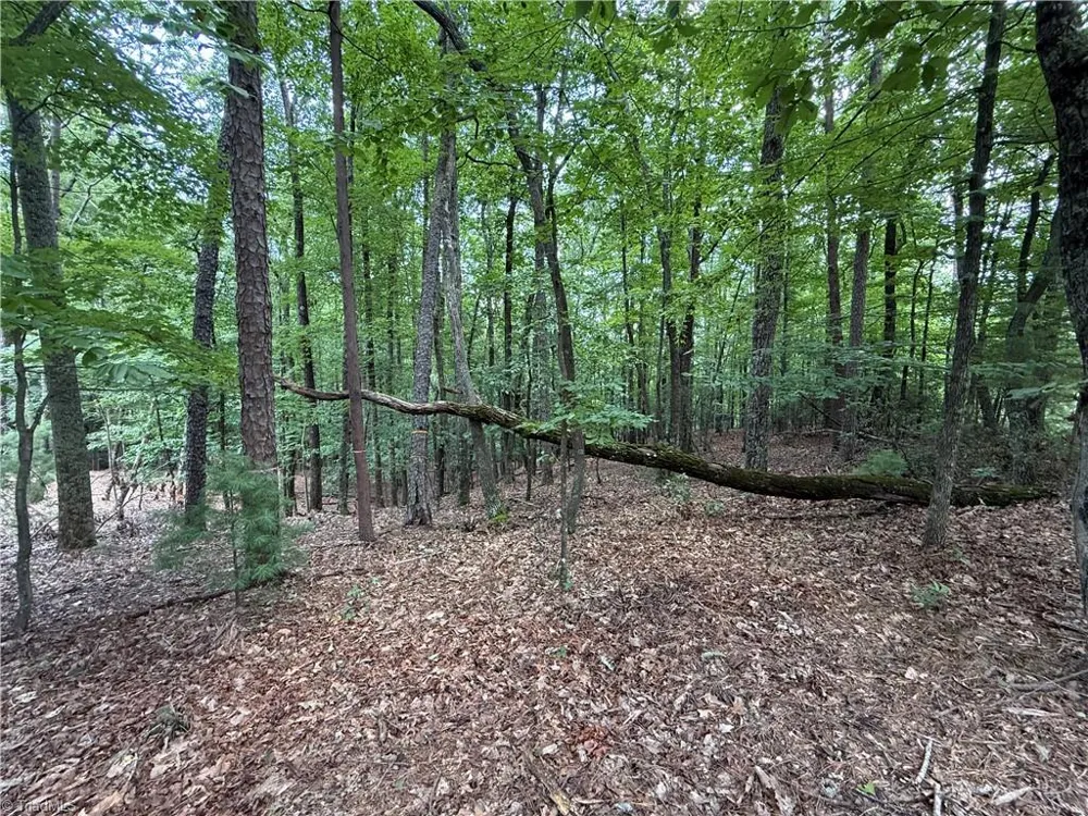 Lot 139 Pine Burr Drive Purlear, NC 28665