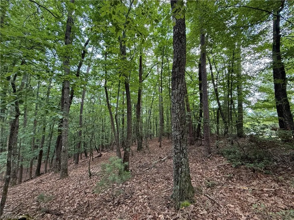 Lot 139 Pine Burr Drive Purlear, NC 28665