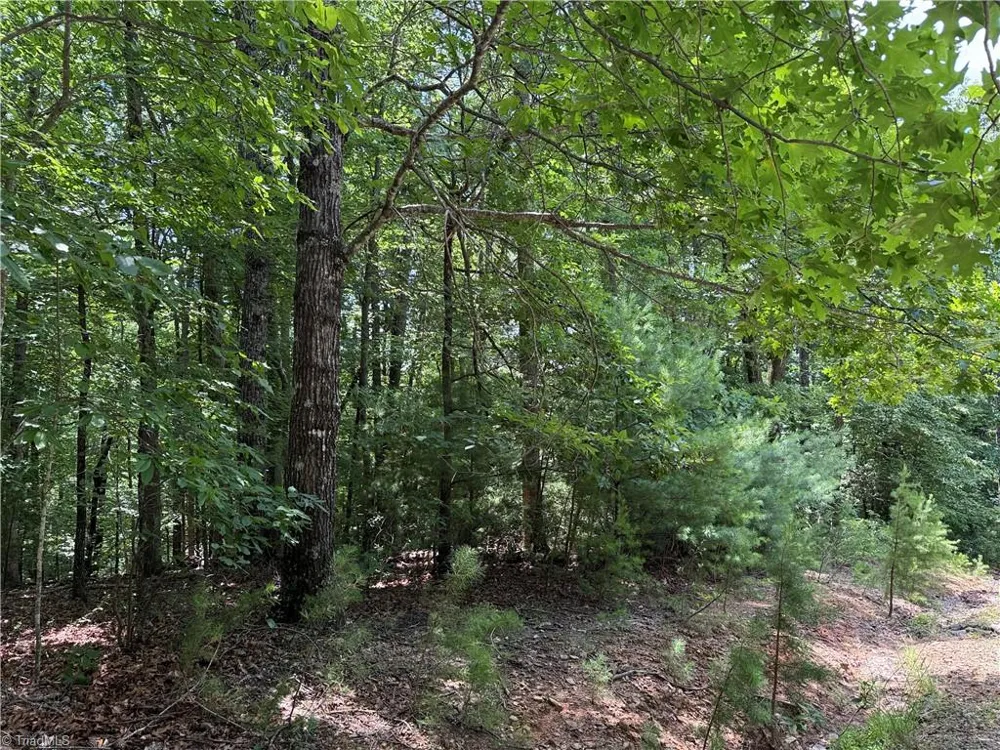 Lot 139 Pine Burr Drive Purlear, NC 28665