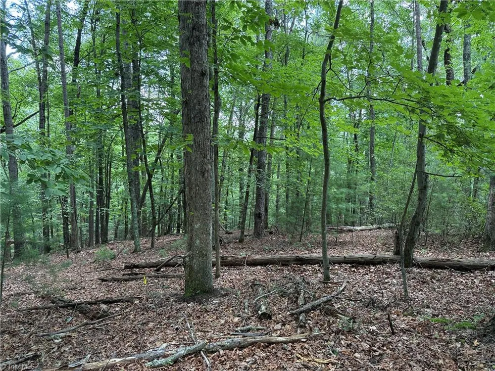 Lot 139 Pine Burr Drive Purlear, NC 28665